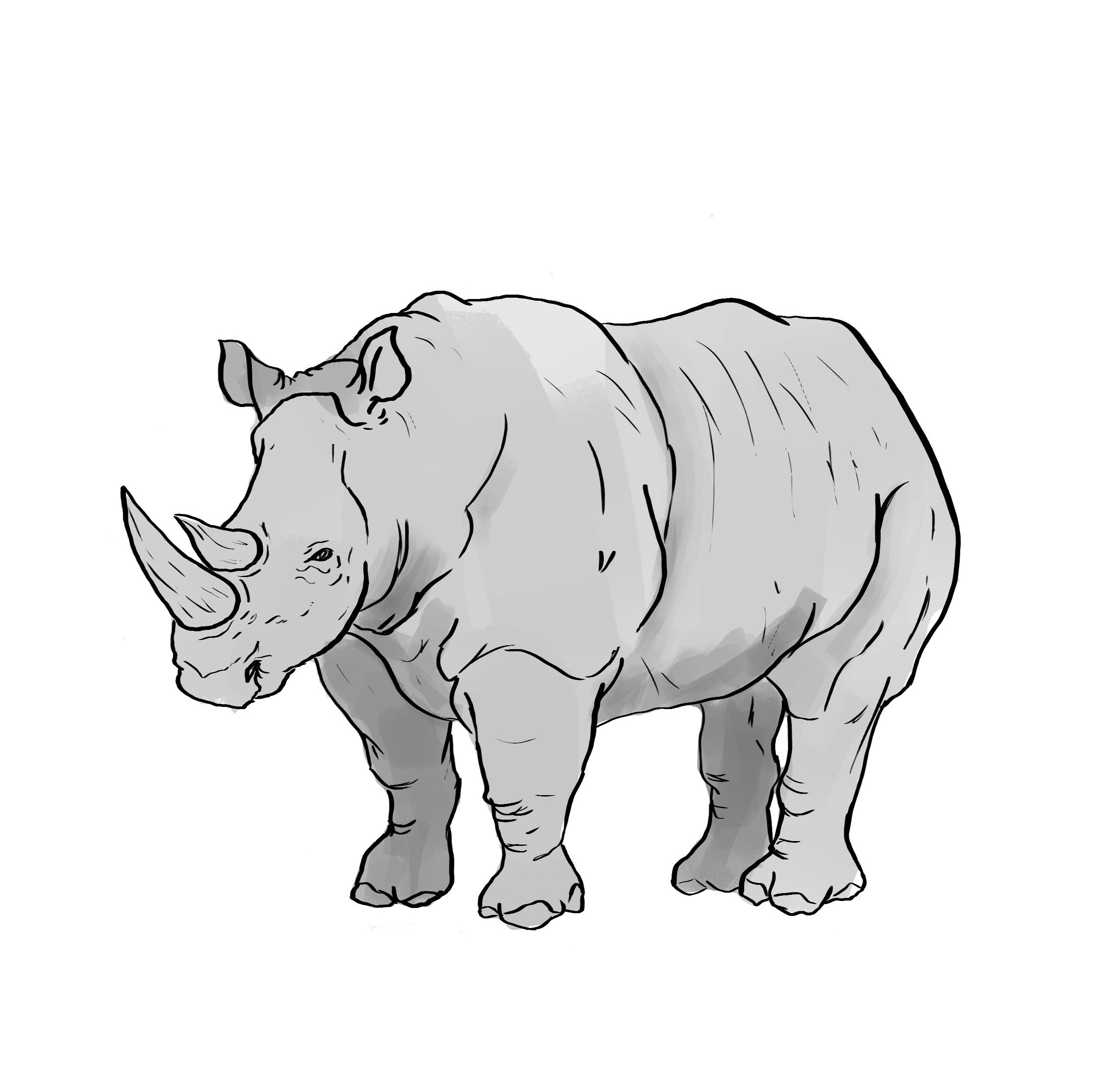 Rhino