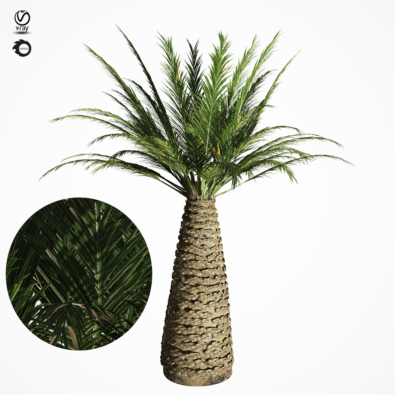 3d model финиковая Пальма