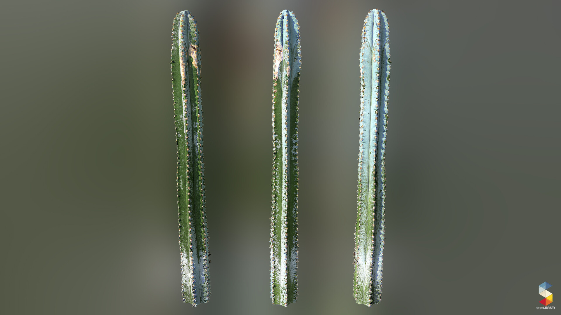 Scans Library - NEW 3D Assets / Cactus