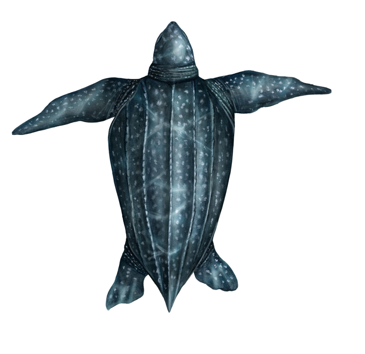 Luth sea turtle