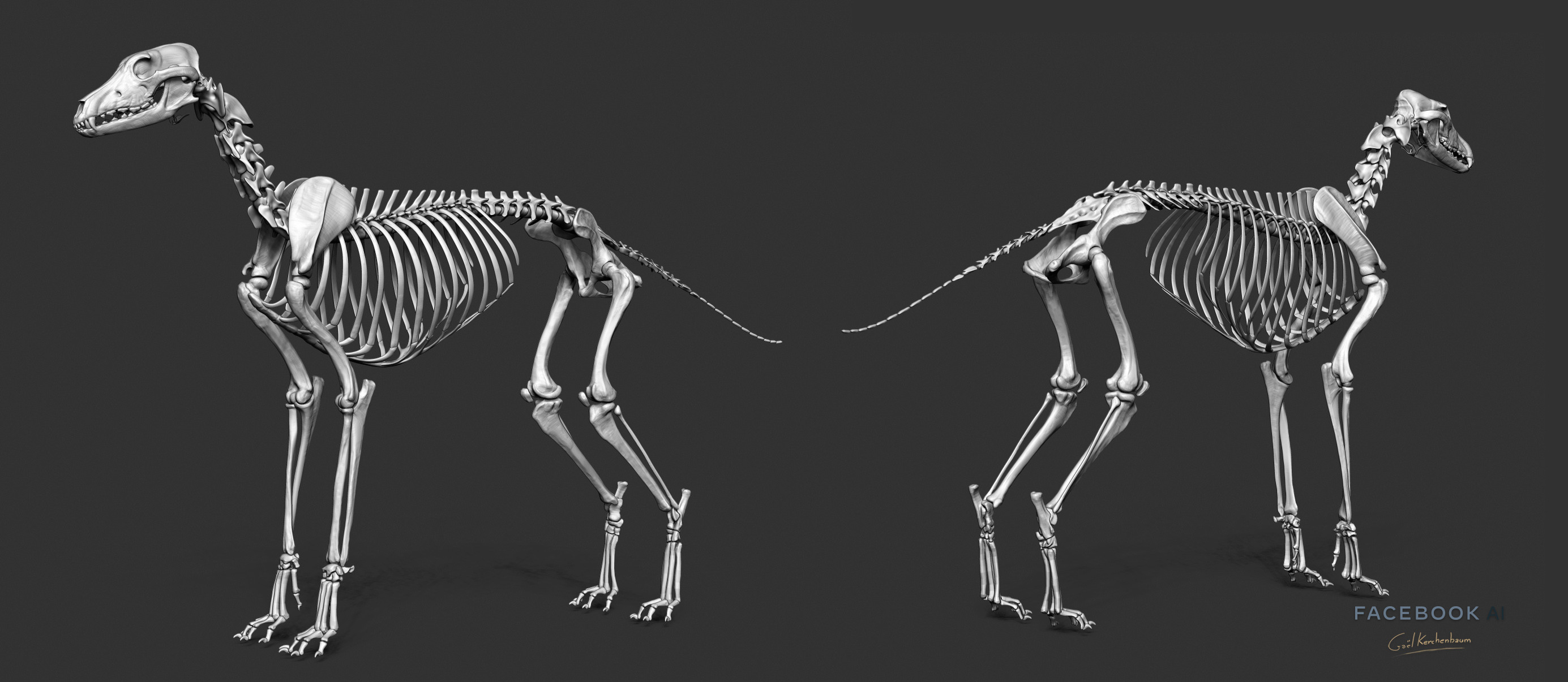 Galgo skeleton. This pass was the first to be modeled to reduce Artistic Bias