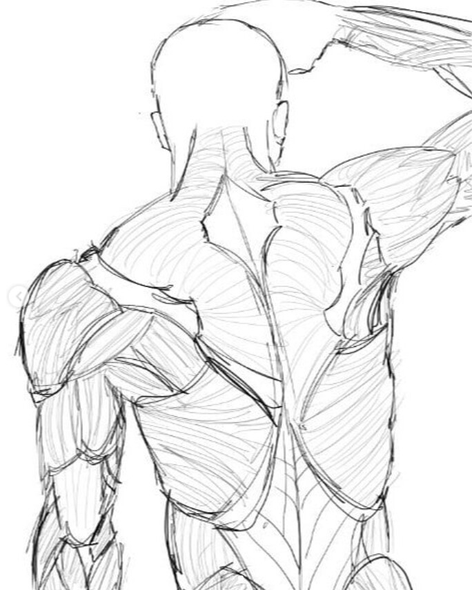Back muscles Fit Drawing by Tonin Neri  Pixels
