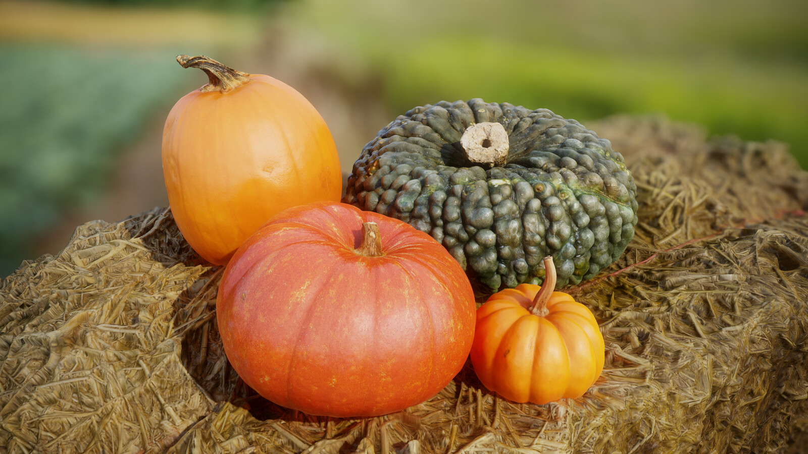 Pumpkin Season