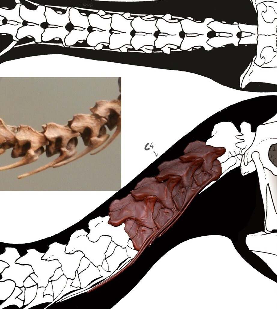 a preparatory phase. Each cervical vertebra has its own distinctive features (well explained in the osteological monograph by Dal Sasso &amp; Maganuco)