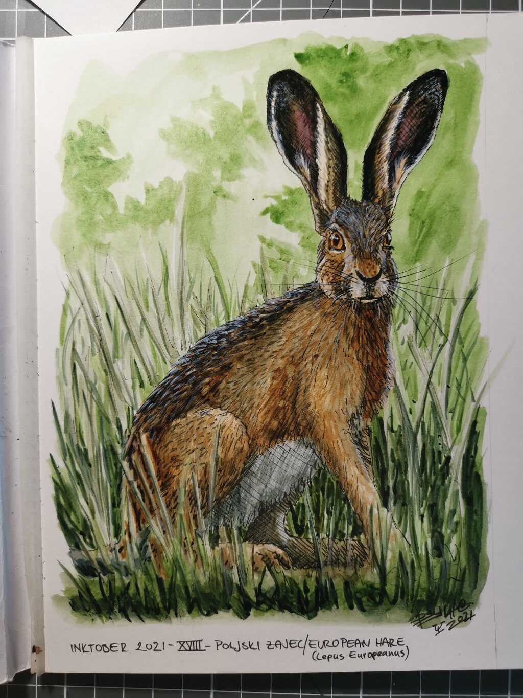 Poljski Zajec/European Hare (Lepus Europaeus)