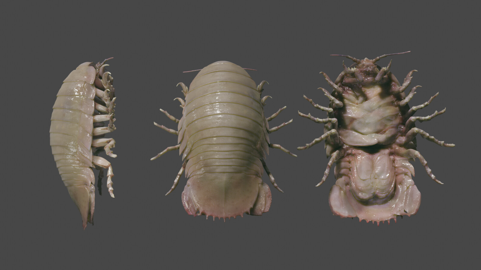 Giant Isopod