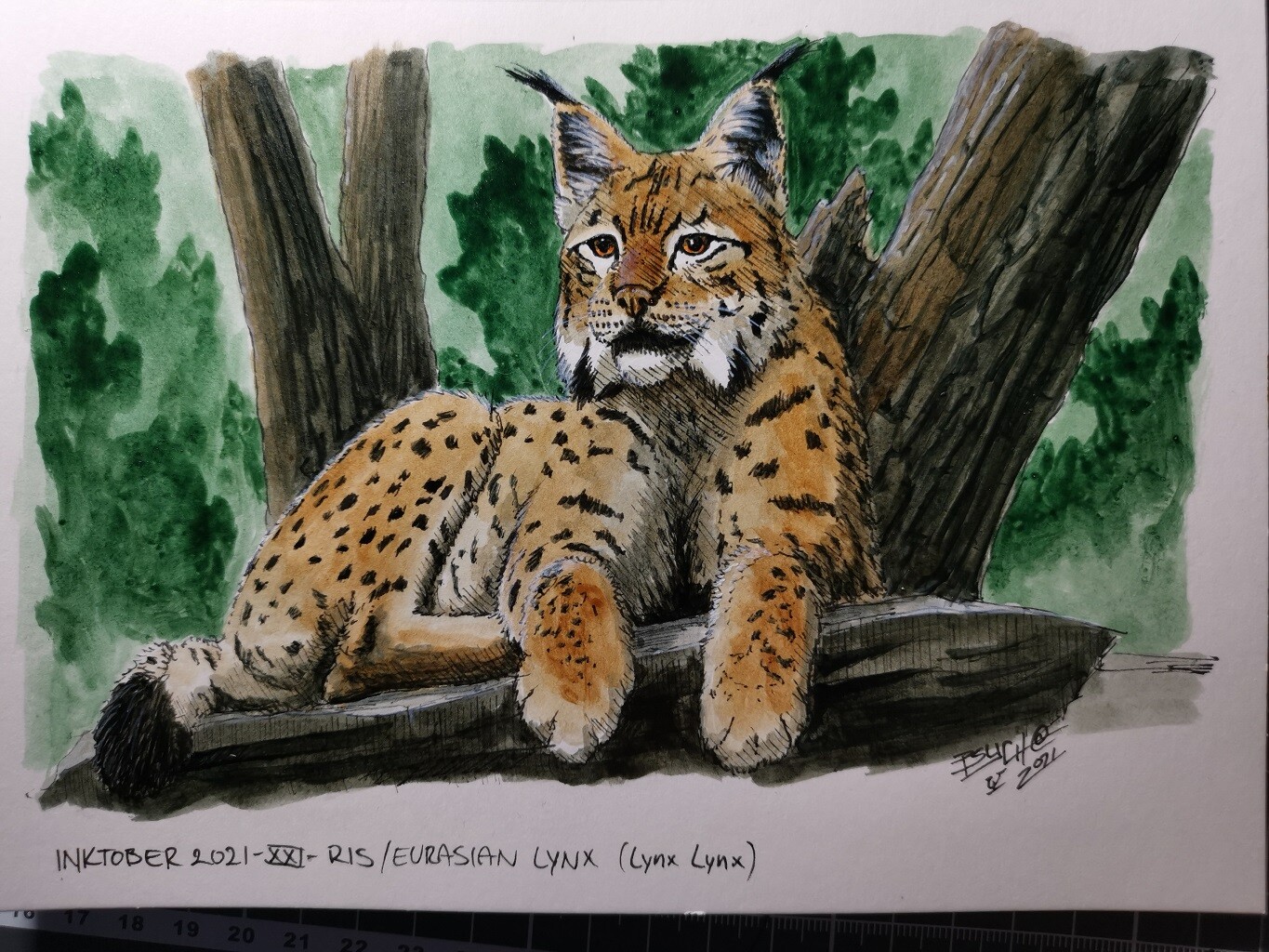 Ris/Eurasian Lynx (Lynx Lynx)