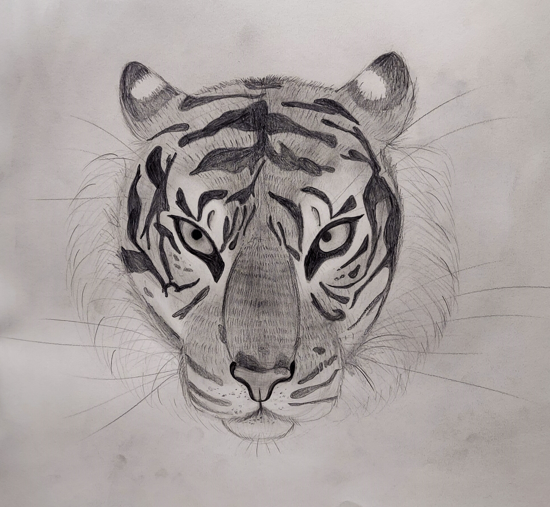 ArtStation - Tiger Drawing