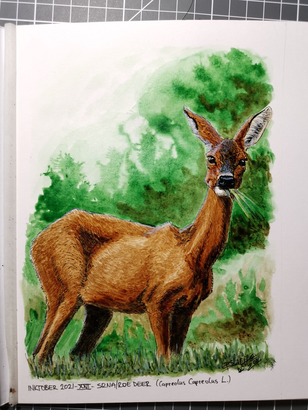 Srna/Roe Deer (Capreolus capreolus L.)