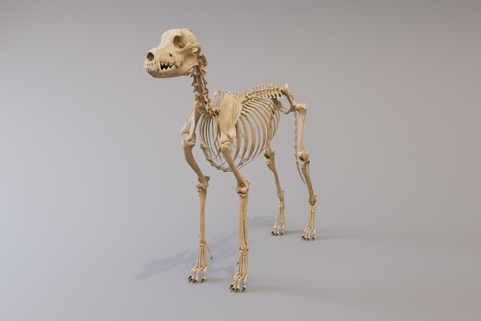 view_c_skeleton