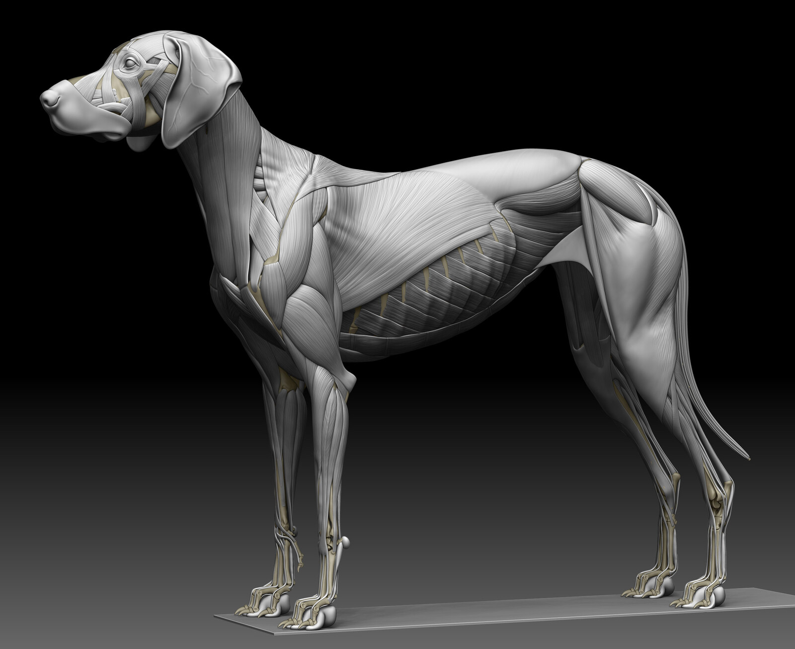 zbrush render