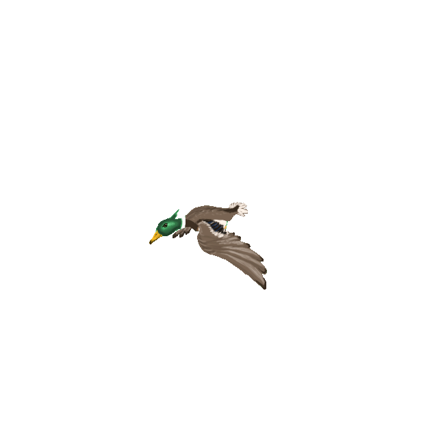Flying Duck Gif