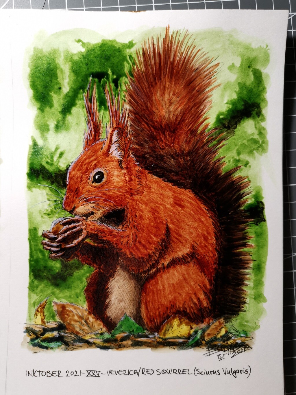 Veverica/Red Squirrel (Sciurus Vulgaris)