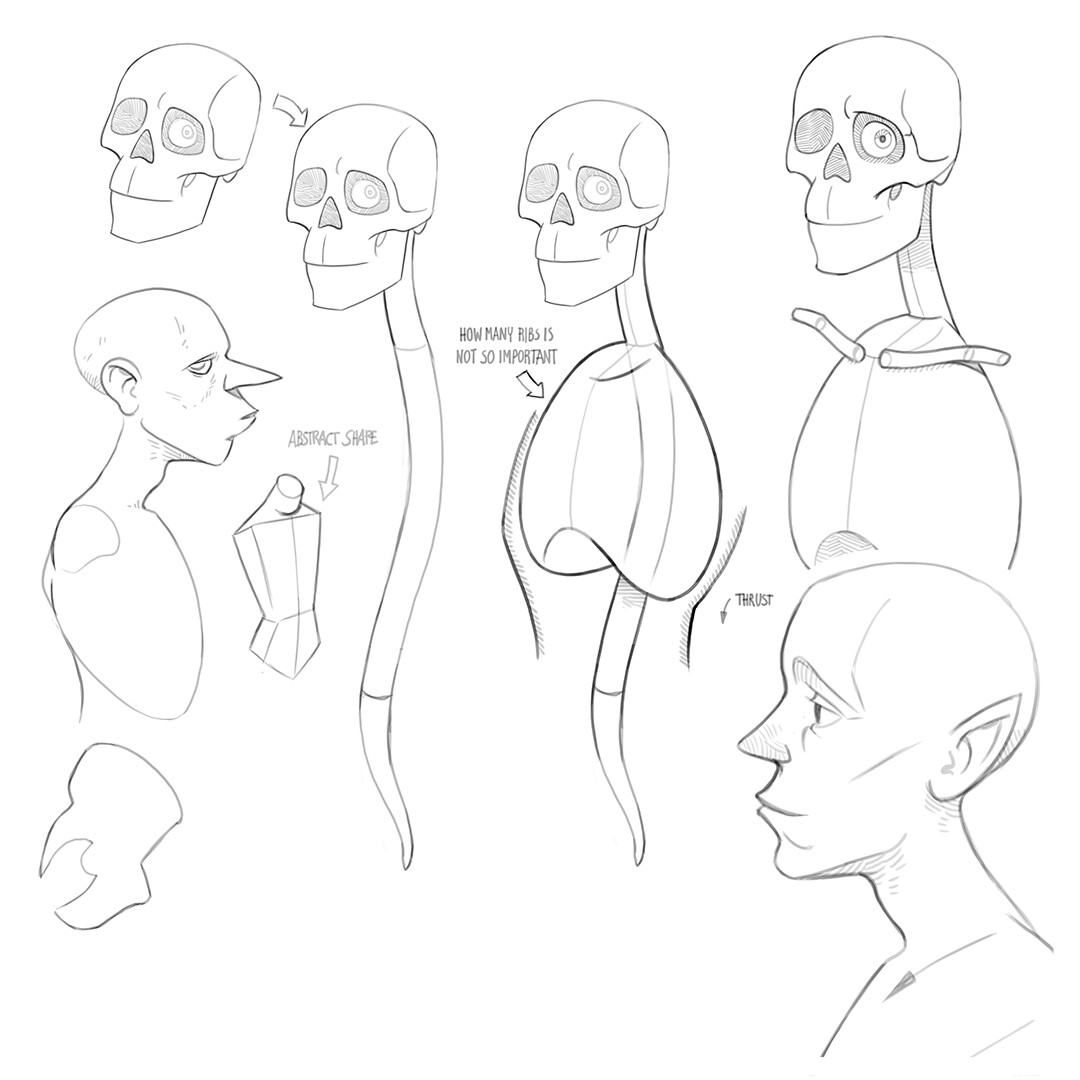 Drew the spine and the torso. 