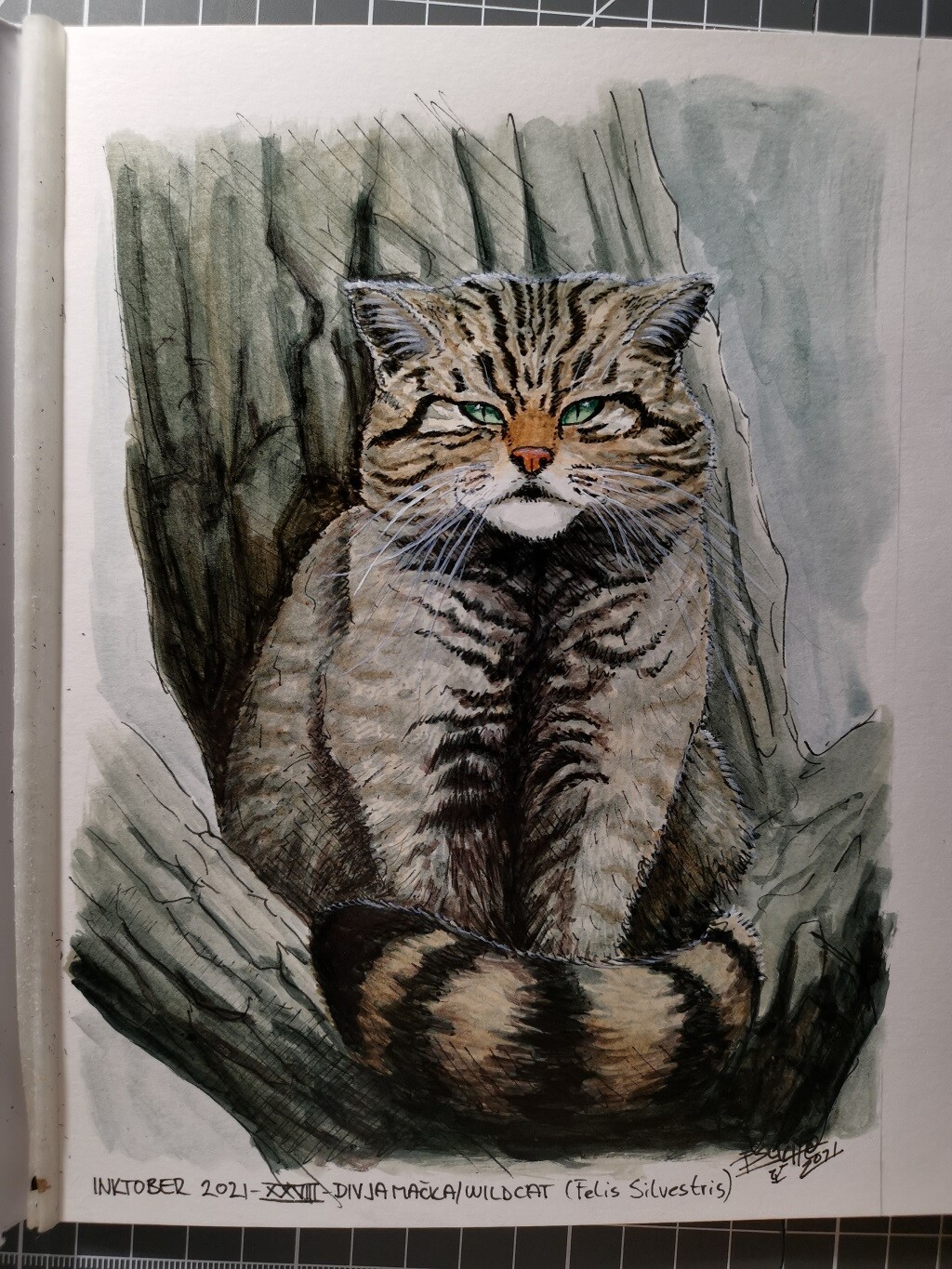Divja Mačka/European Wildcat (Felis Silvestris)