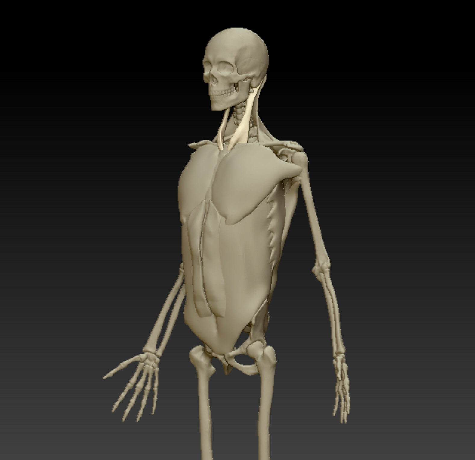 Torso muscles, three-quarter view 
