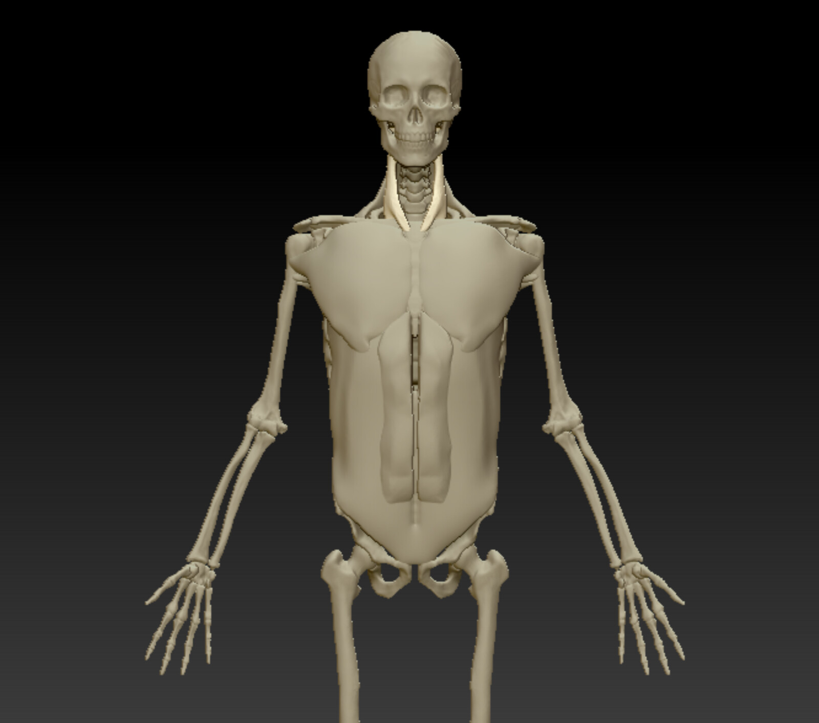 Torso muscles, front view 