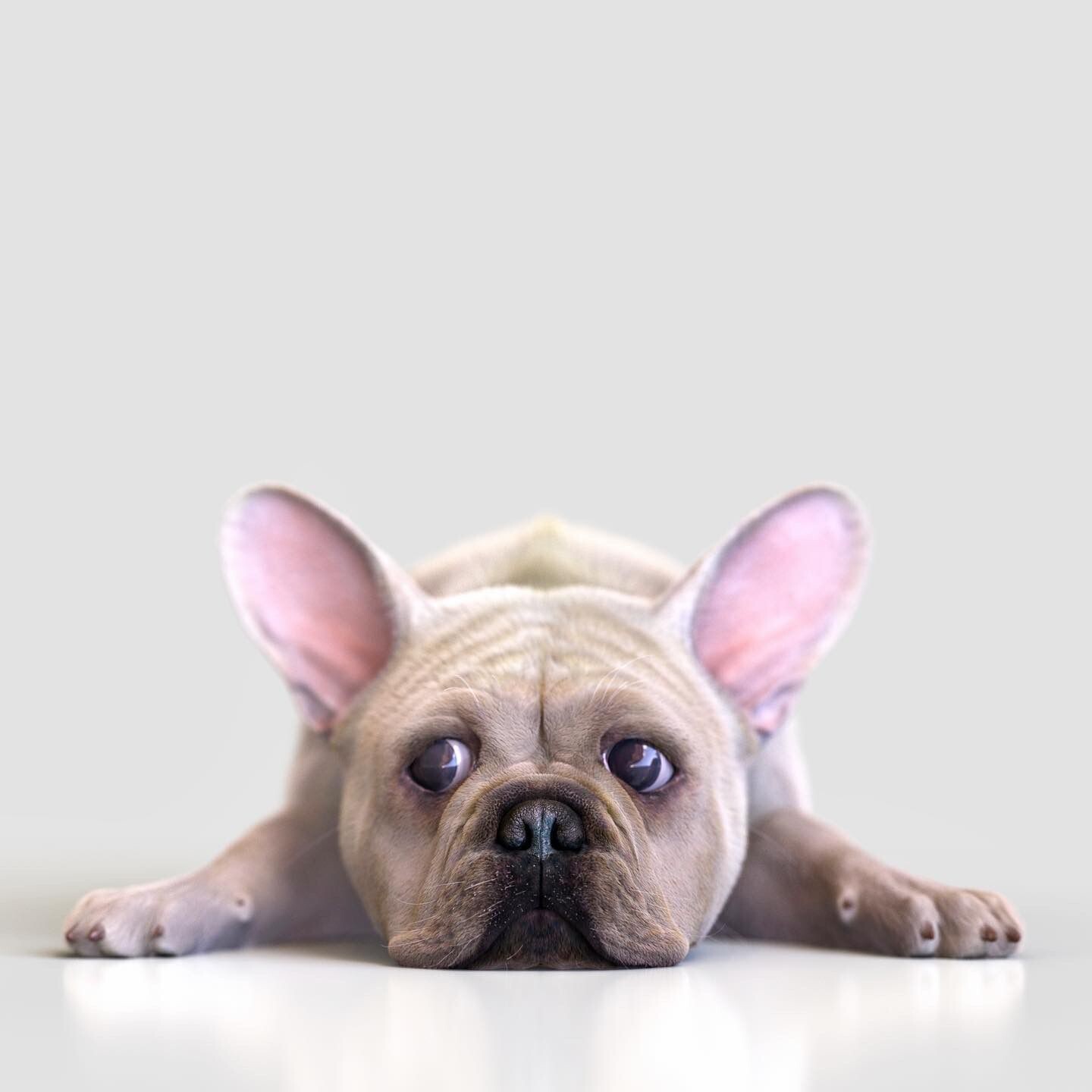 Frenchie portrait #2