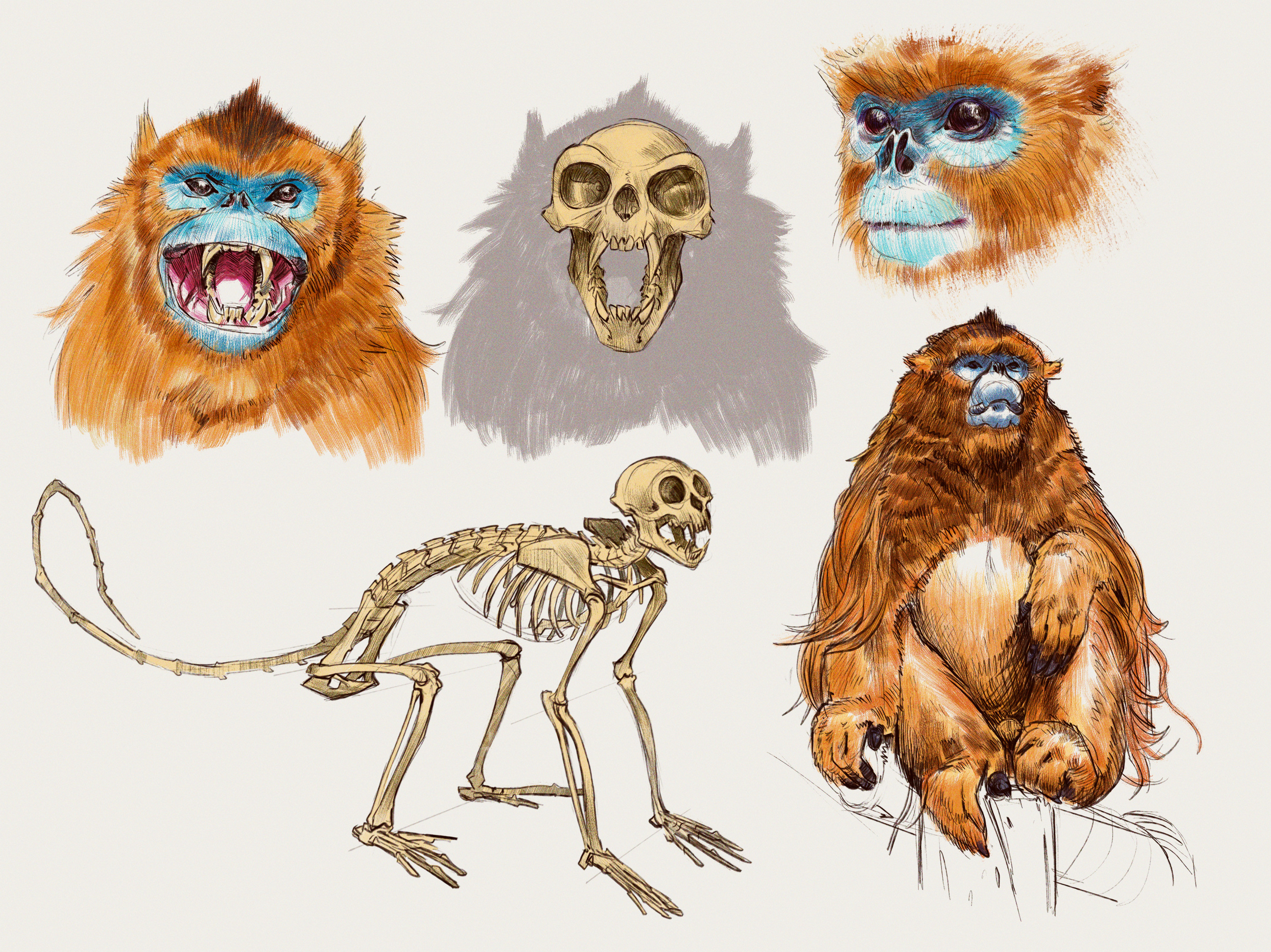 studies of golden-snubed nose monkey