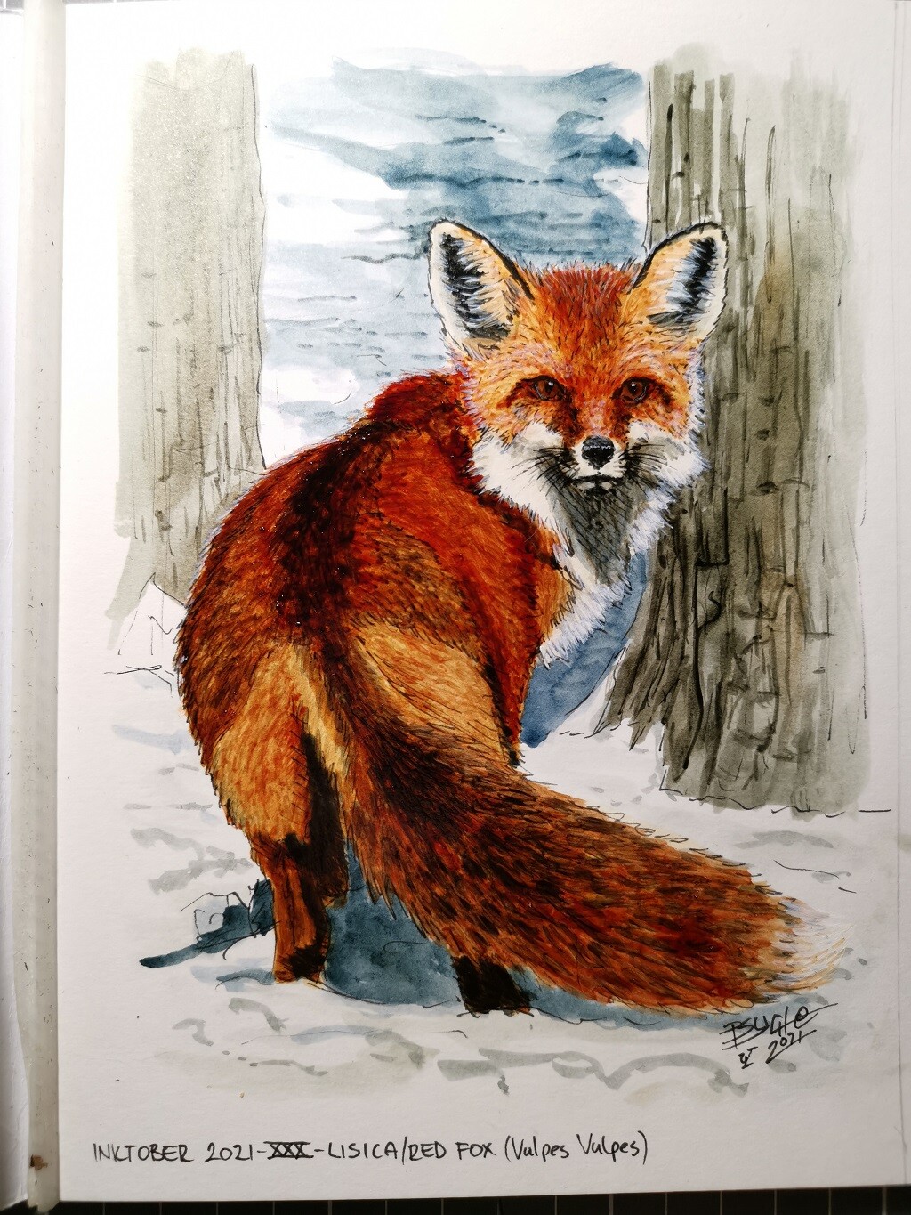 Lisica/Red Fox (Vulpes Vulpes)