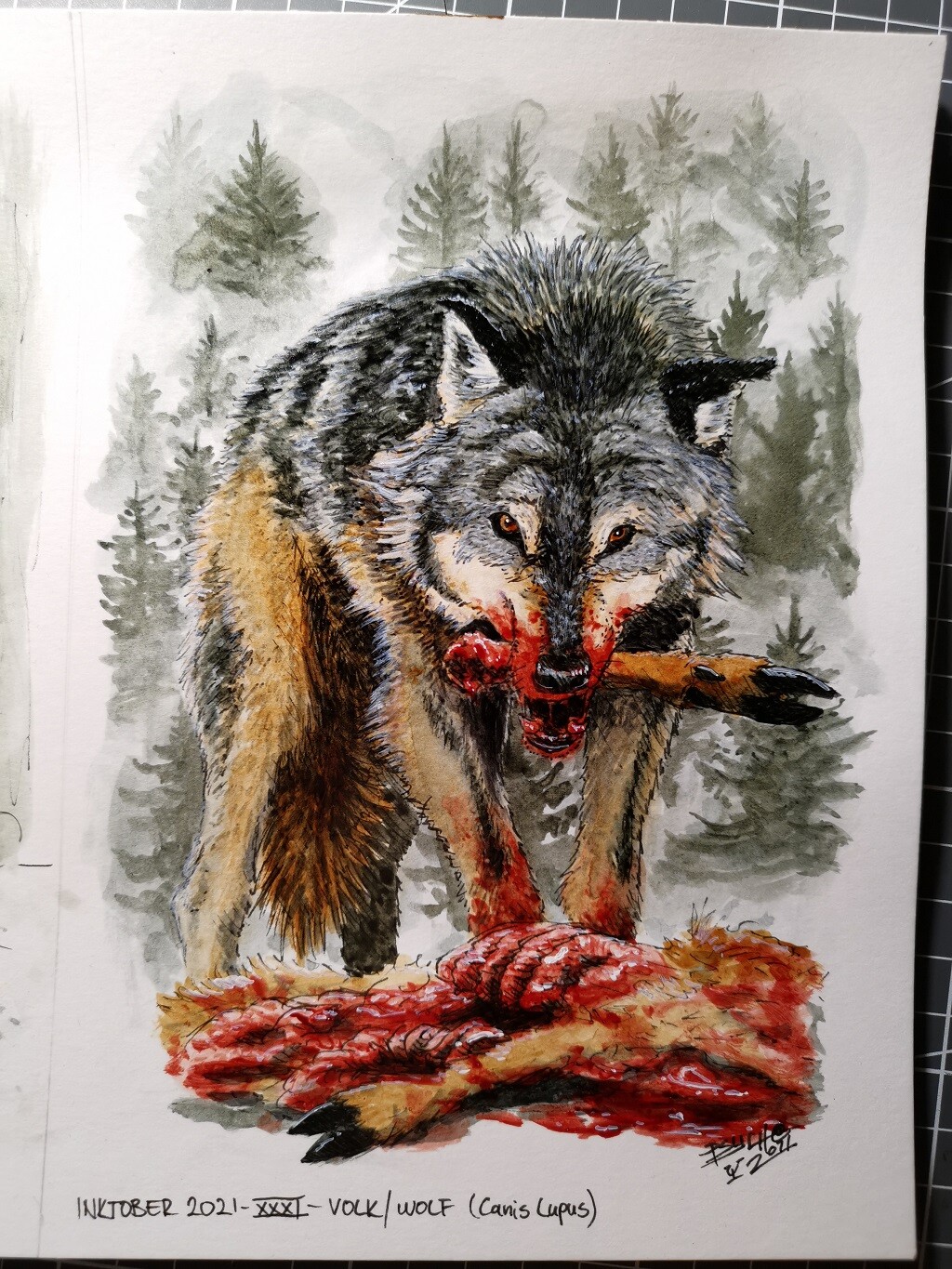 Volk/Wolf (Canis Lupus)