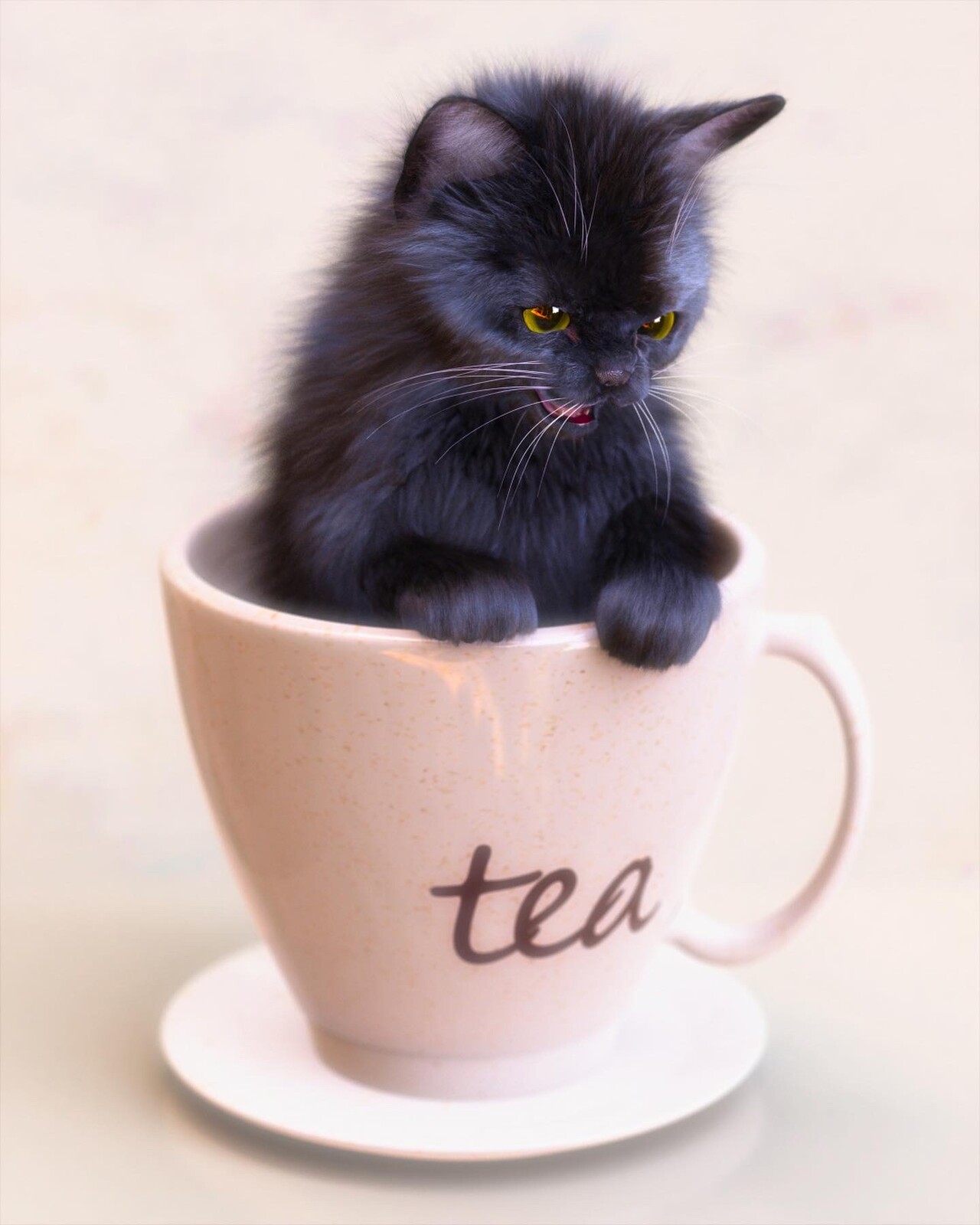 Kitten