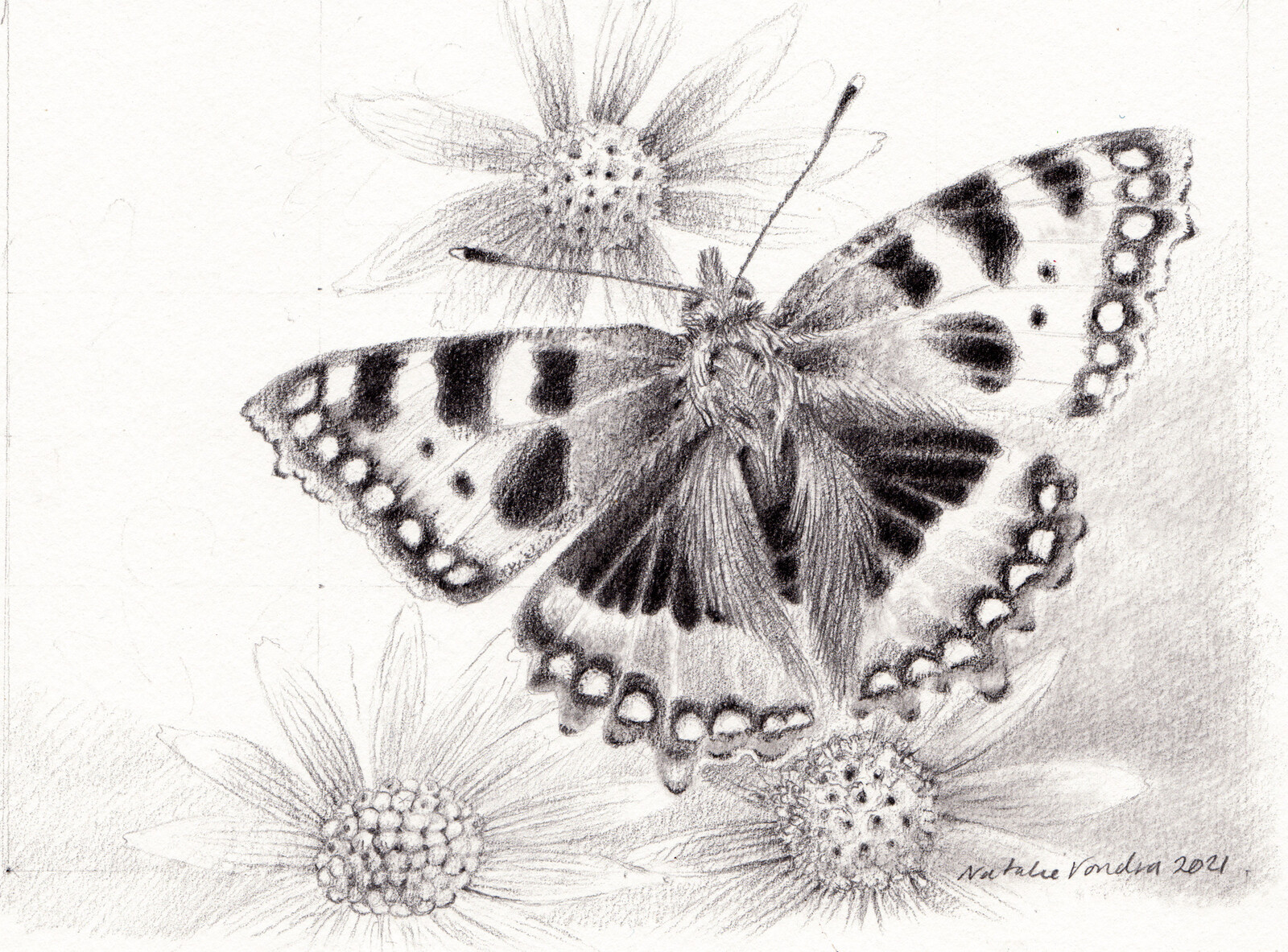 Tortoiseshell Butterfly
