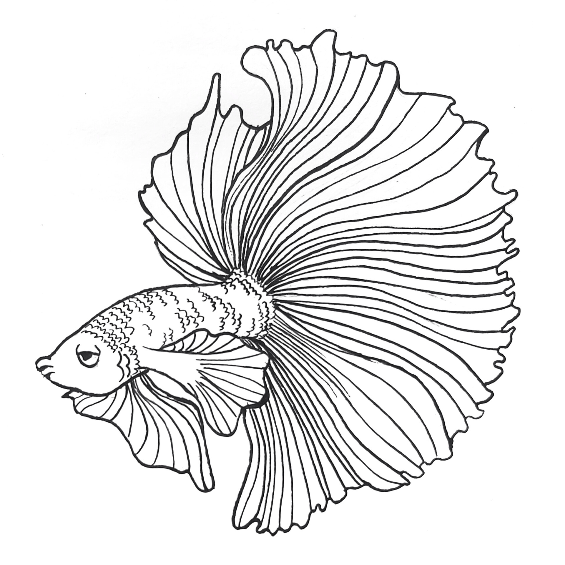 ArtStation - Fish