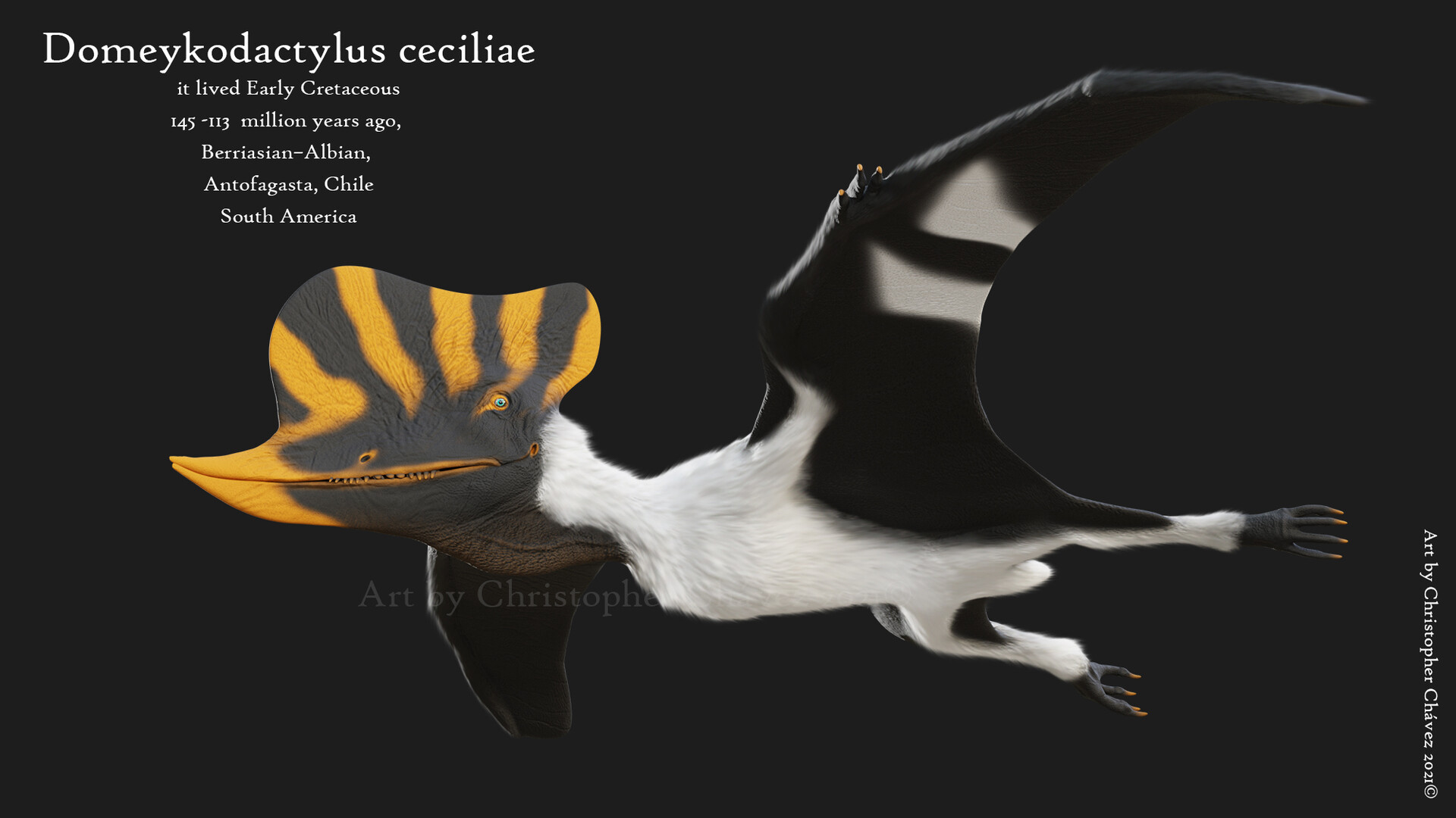 Reconstrucción del posible aspecto en vida de Domeykodactylus ceciliae