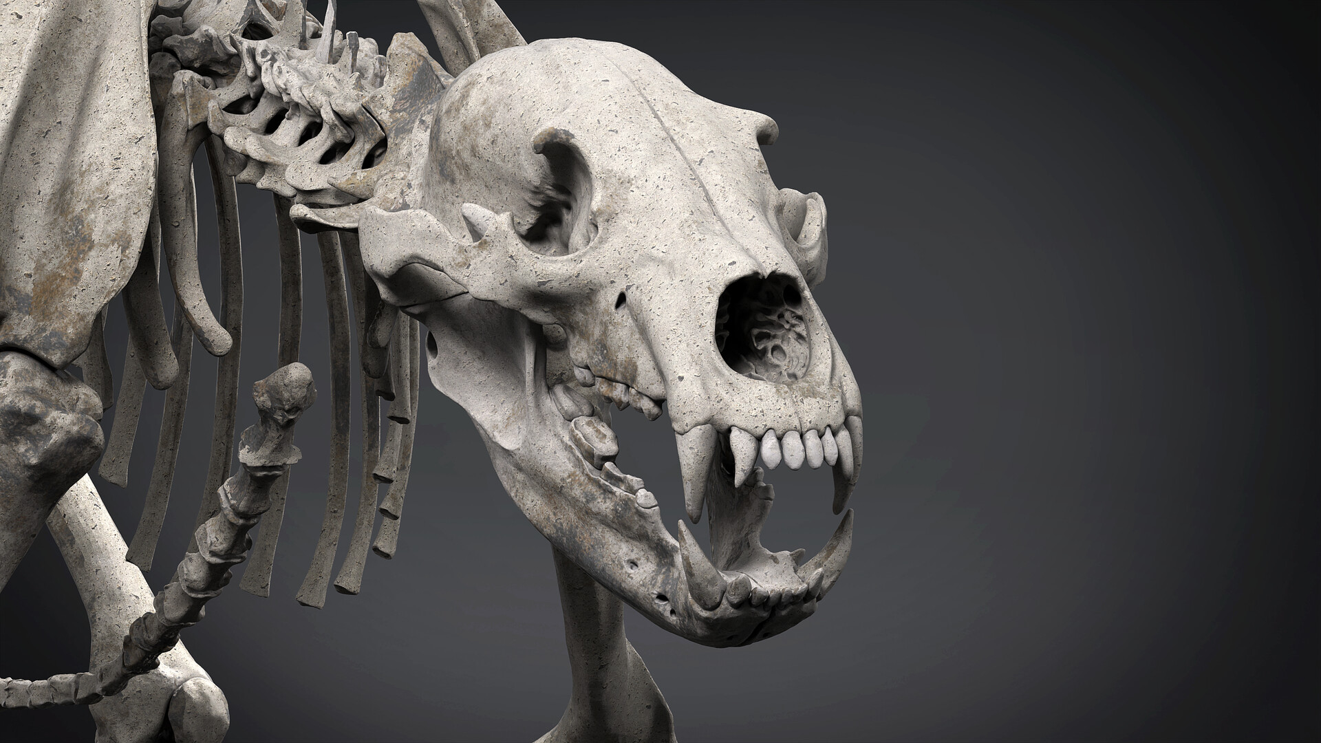 ArtStation - Grizzly Bear Skeleton ( Ursus arctos horribilis )