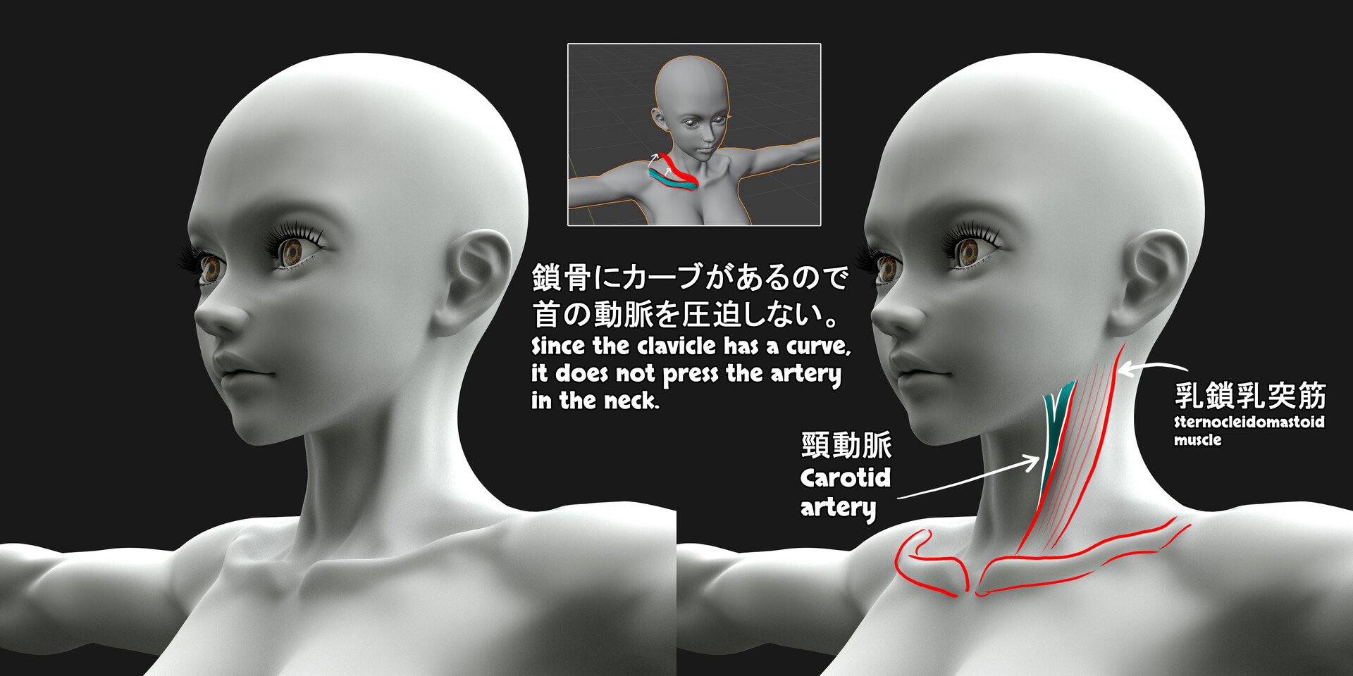 ArtStation - 自分用の美術解剖学 My own art anatomy