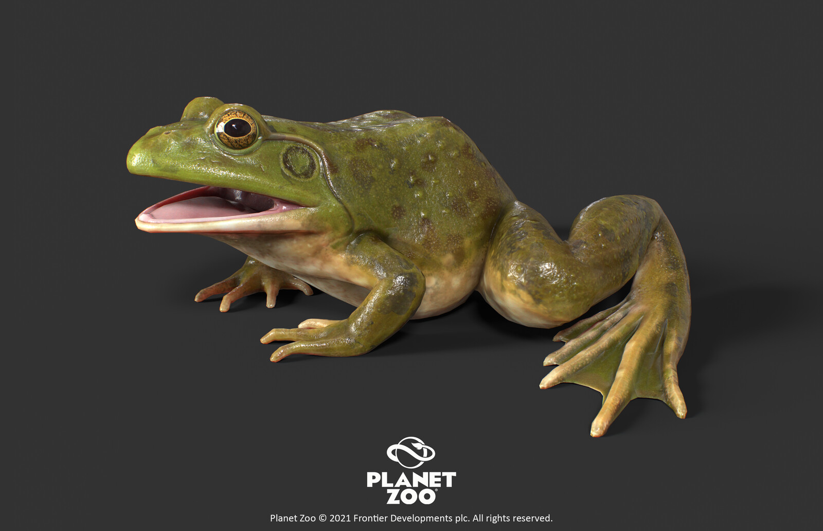 Planet Zoo, American Bullfrog