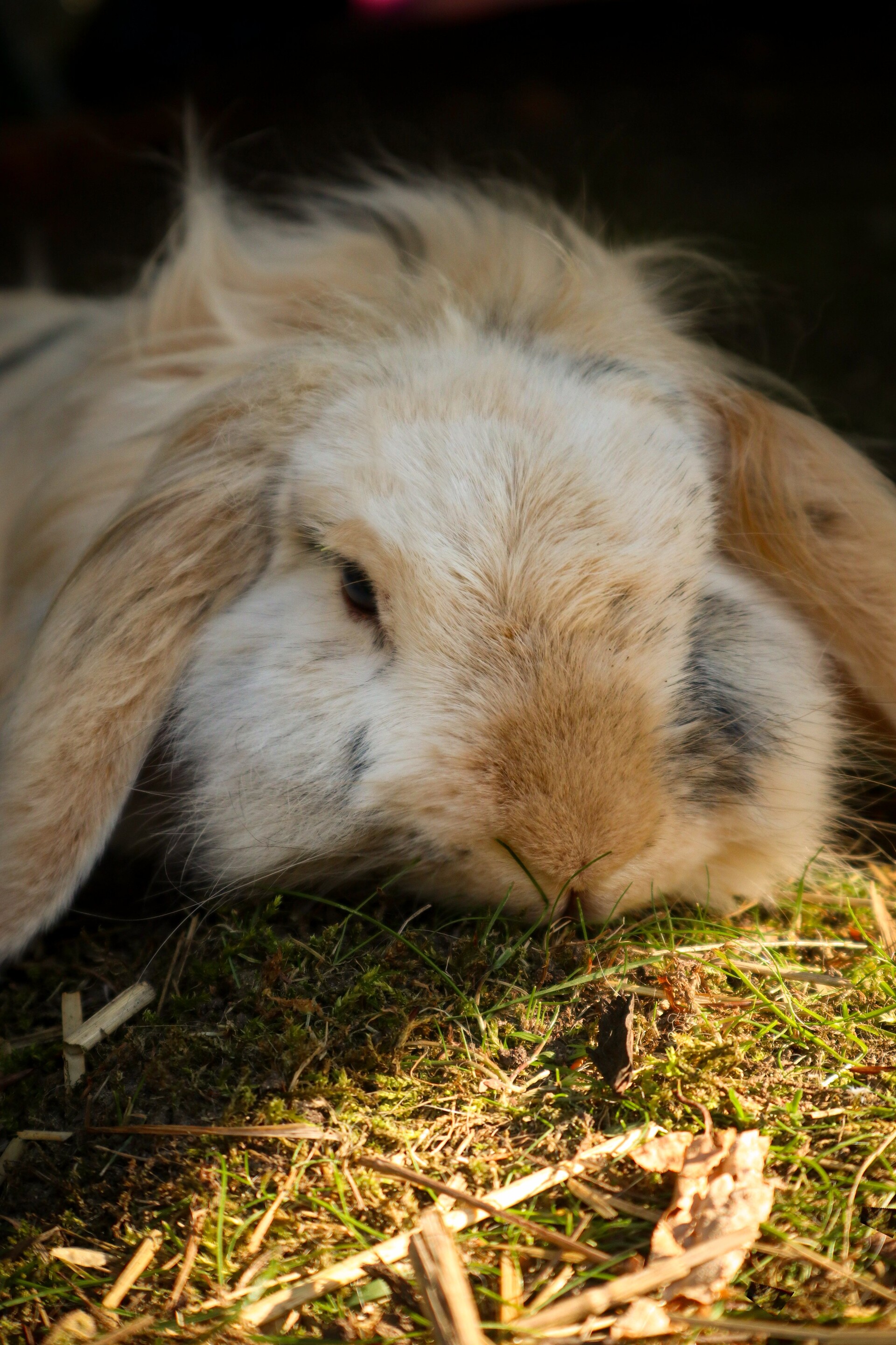 ArtStation Rabbit of my dreams 🐇