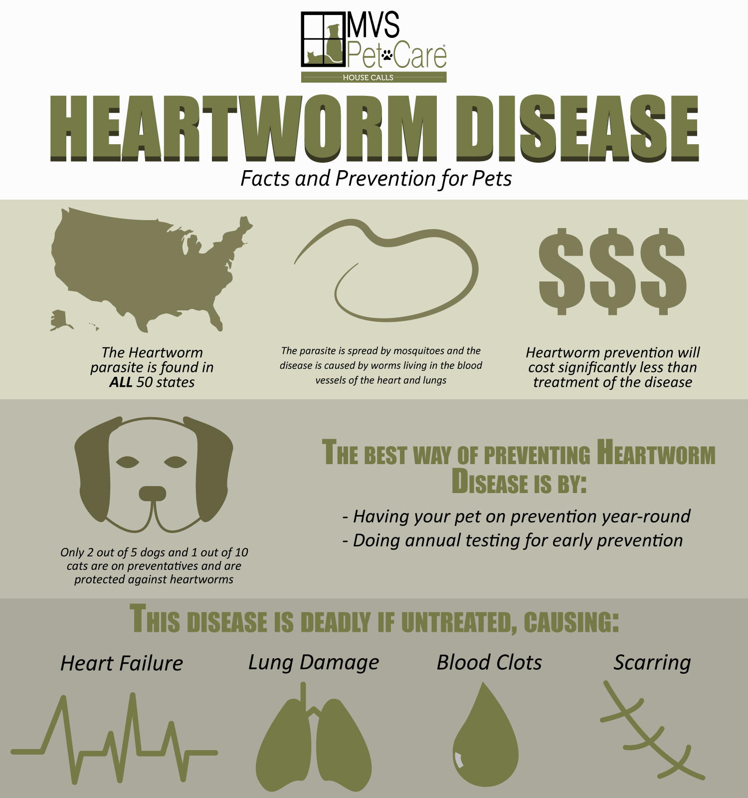 ArtStation - MVS Pet Care Heartworn Disease Infographic