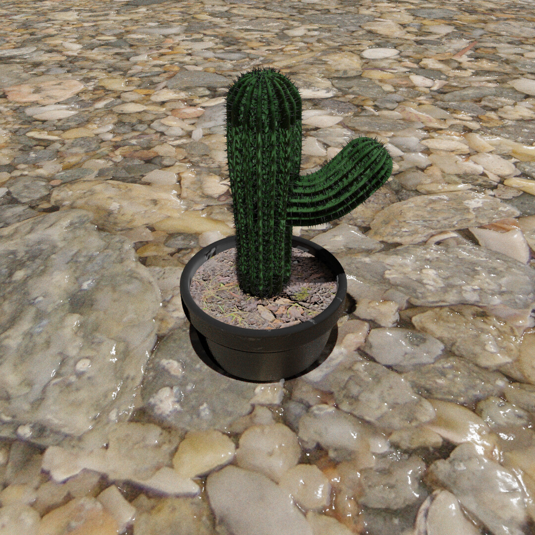 A nice Cactus.