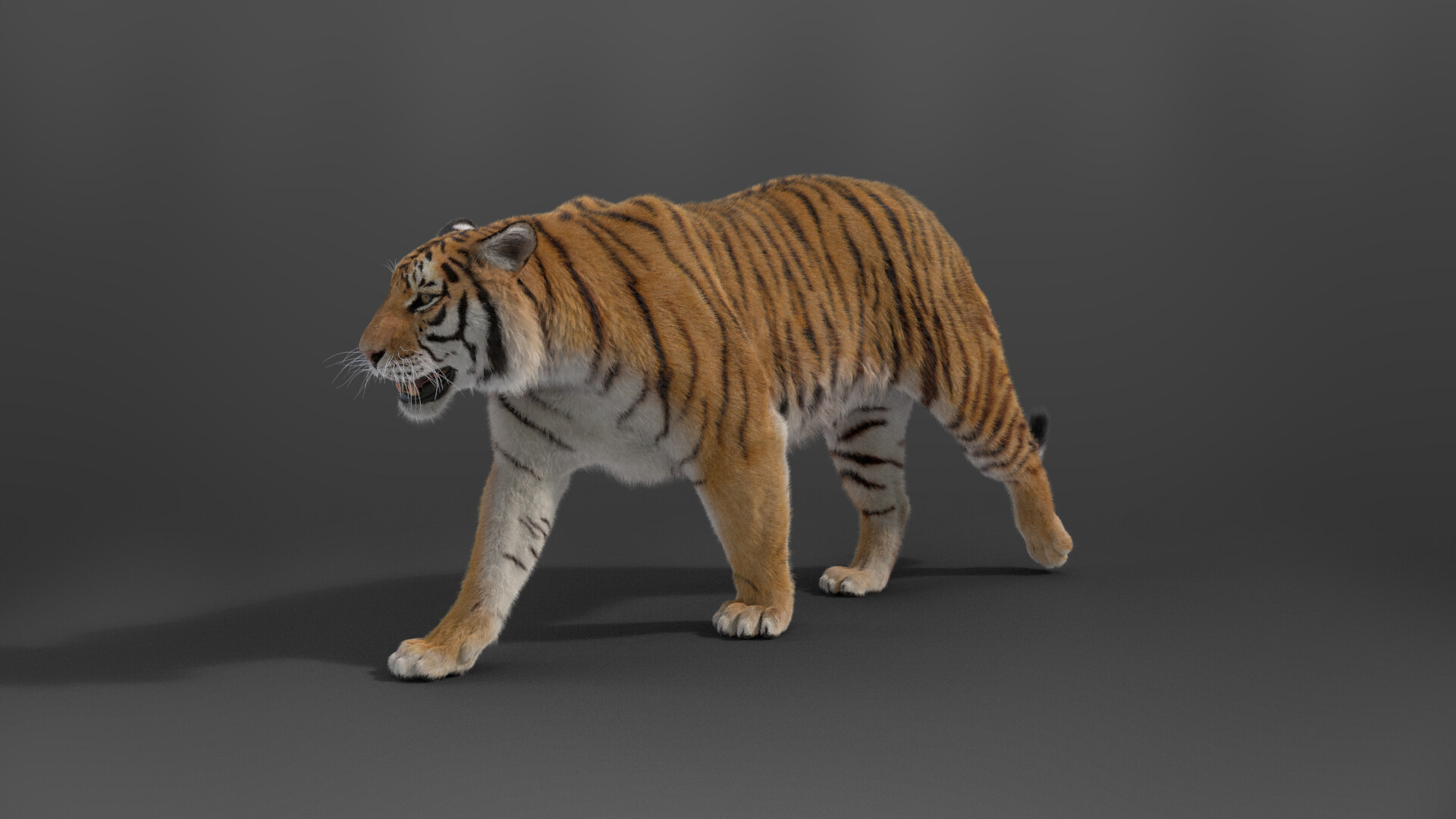 CG Bengal Tiger Animation 