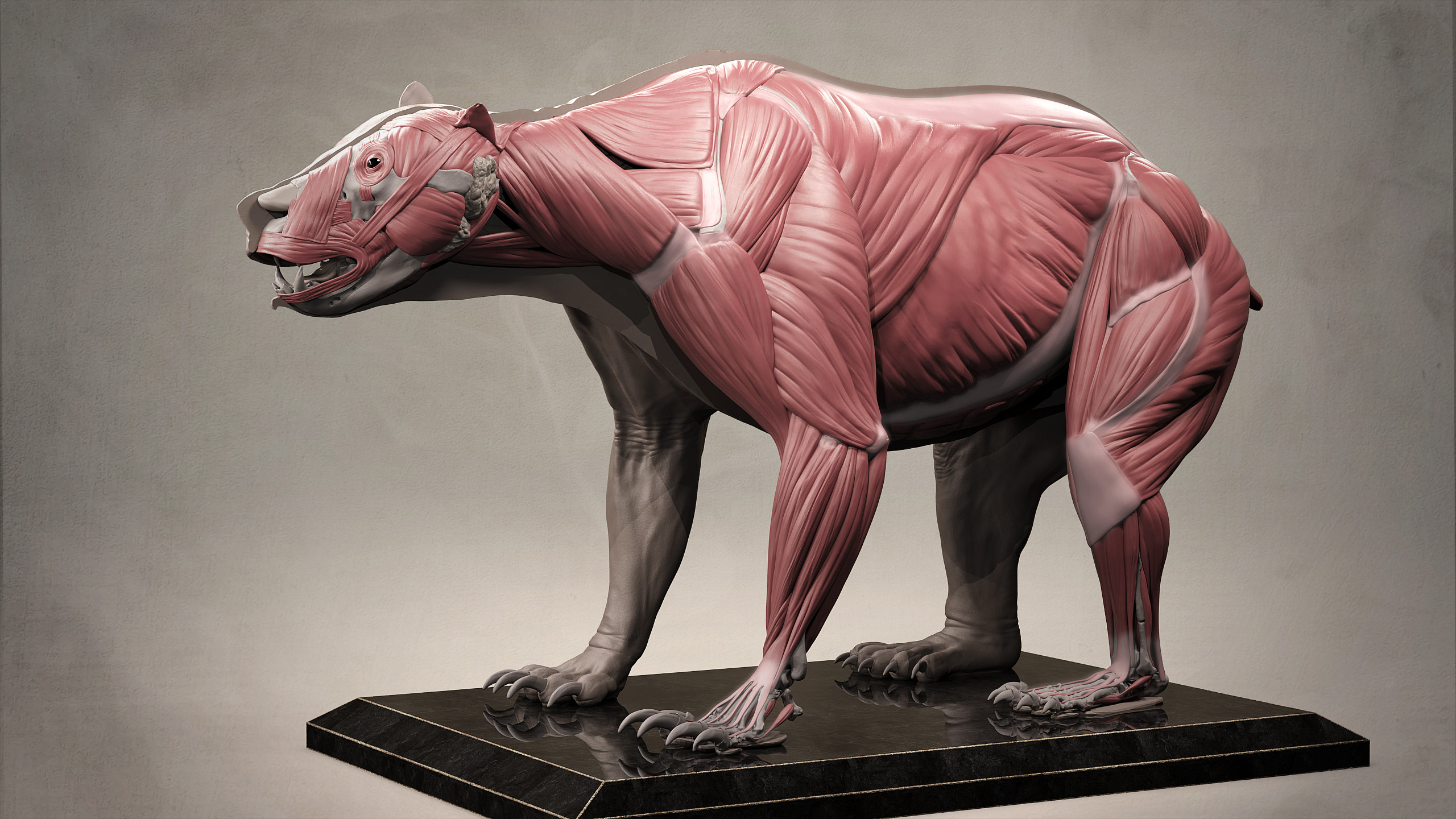 Stan Kolev - Grizzly Bear Anatomy, Ursus arctos horribilis