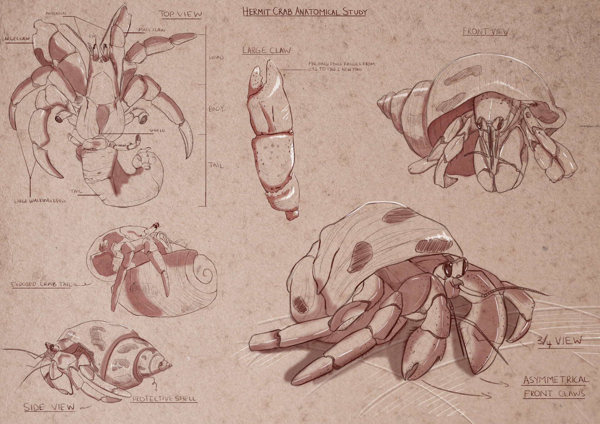 Hermit Crab Anatomy