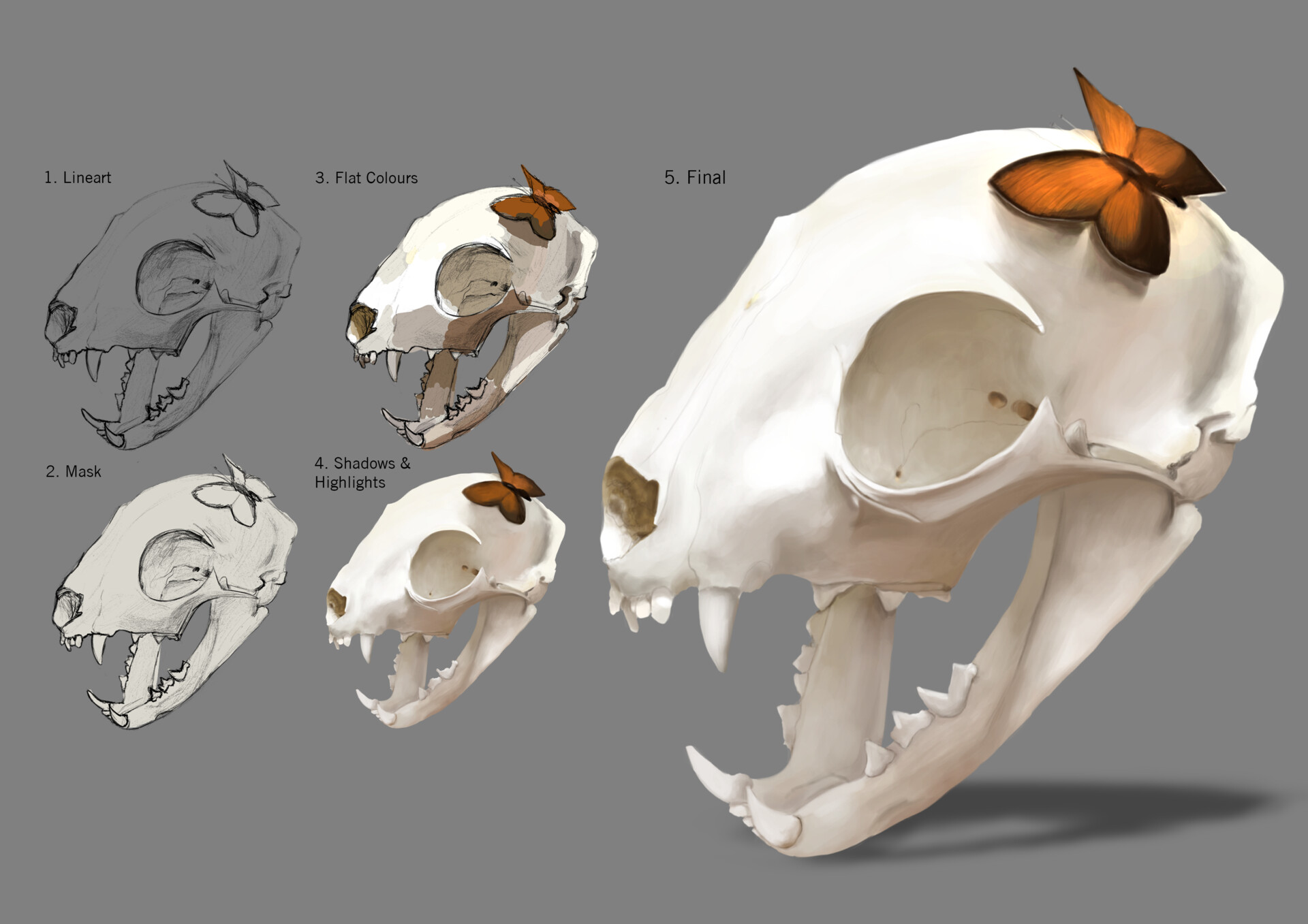 cat skull anatomy dorsal view