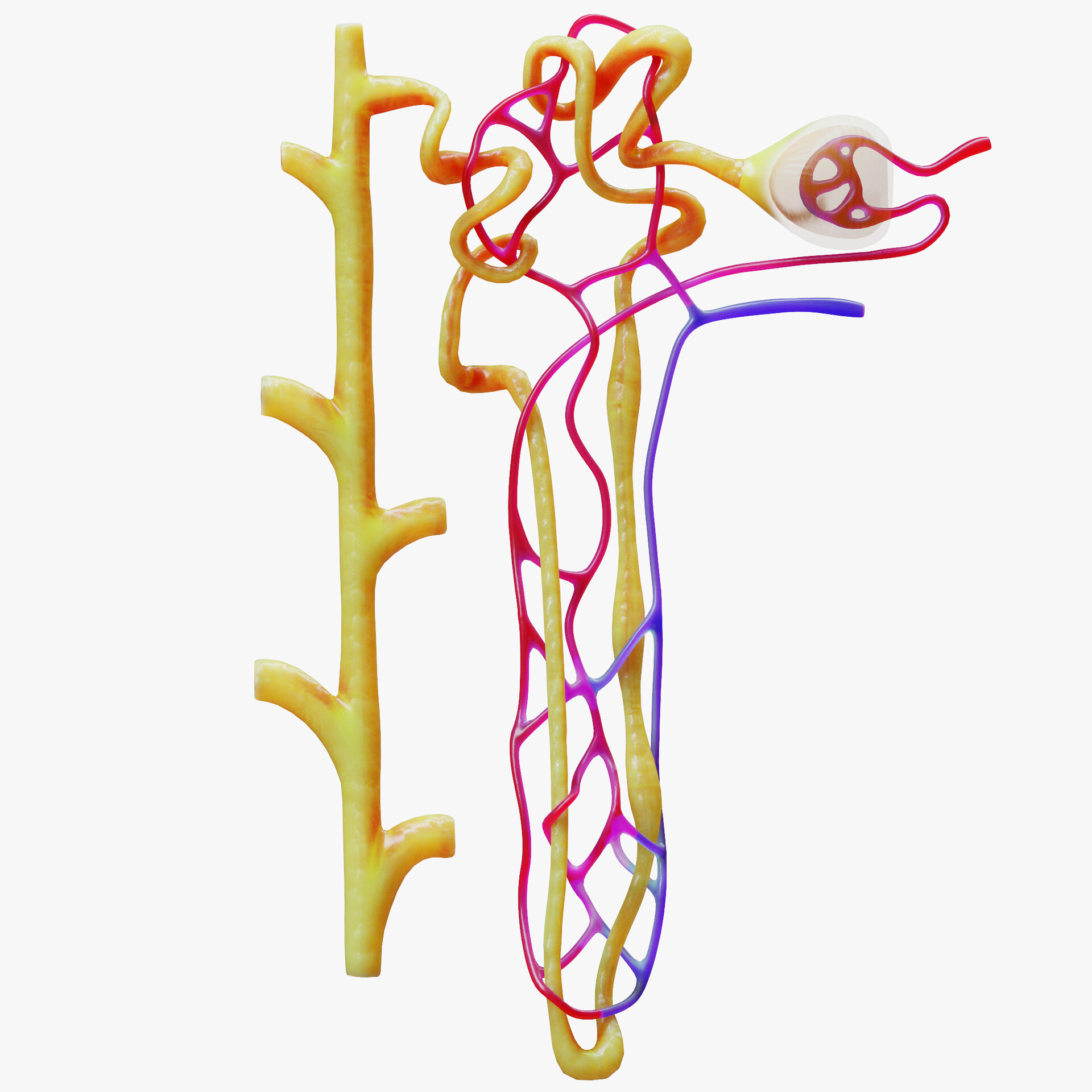 ArtStation - Kidney Nephron