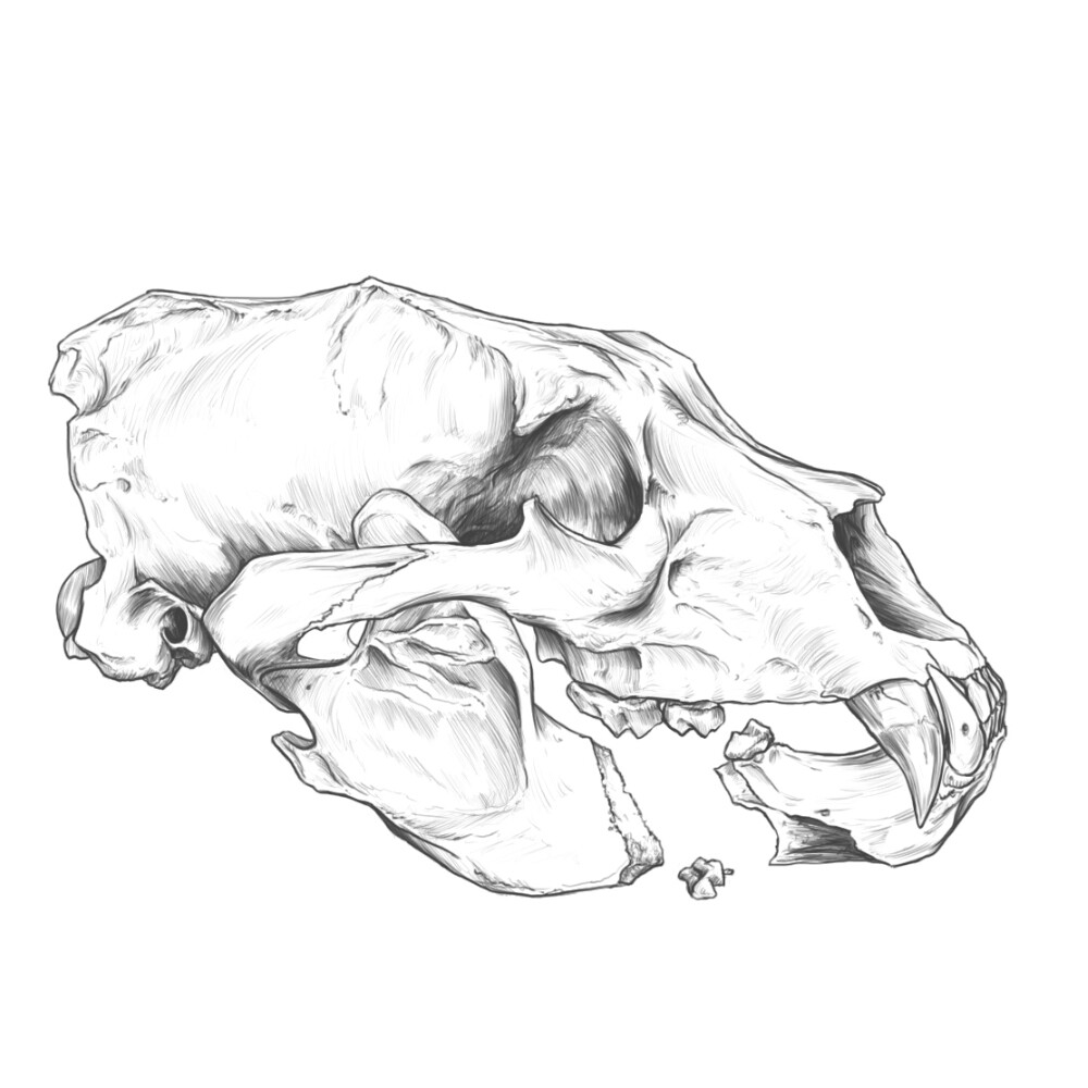 ArtStation - Another Drawing practice. Black bear Skull.