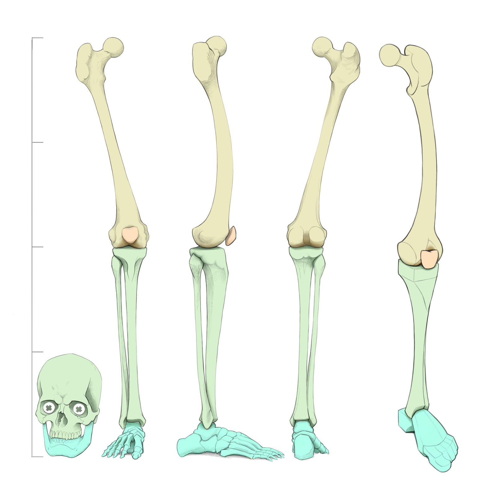 Bones of the leg. 