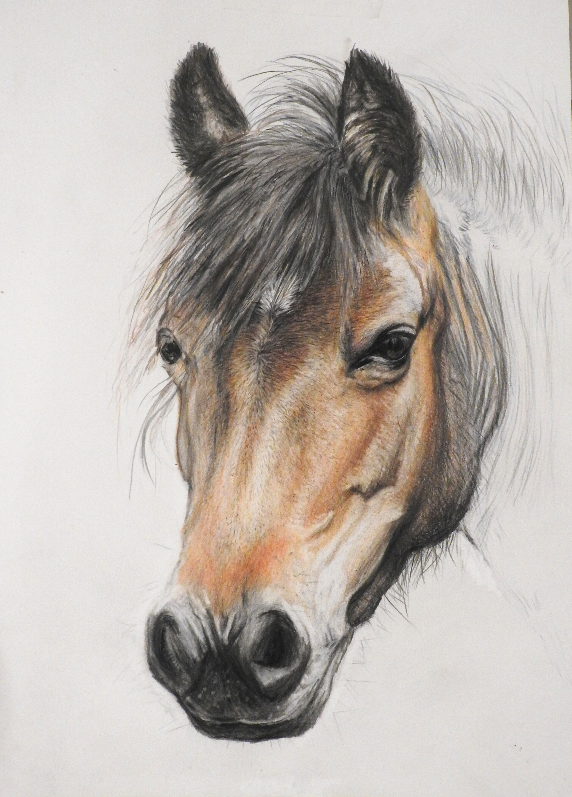 ArtStation - Horse colour pencil drawing