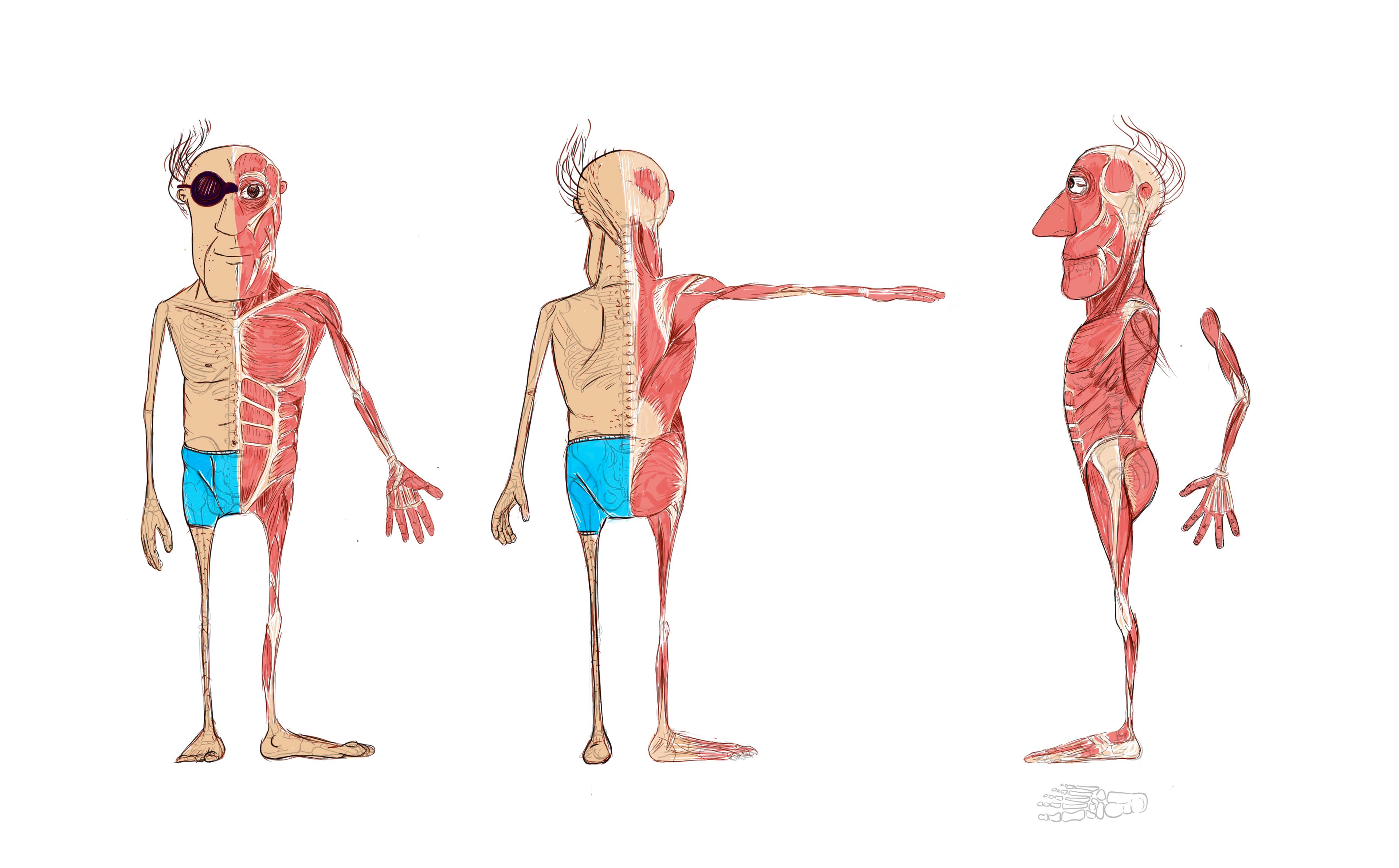 Body anatomy, main muscles