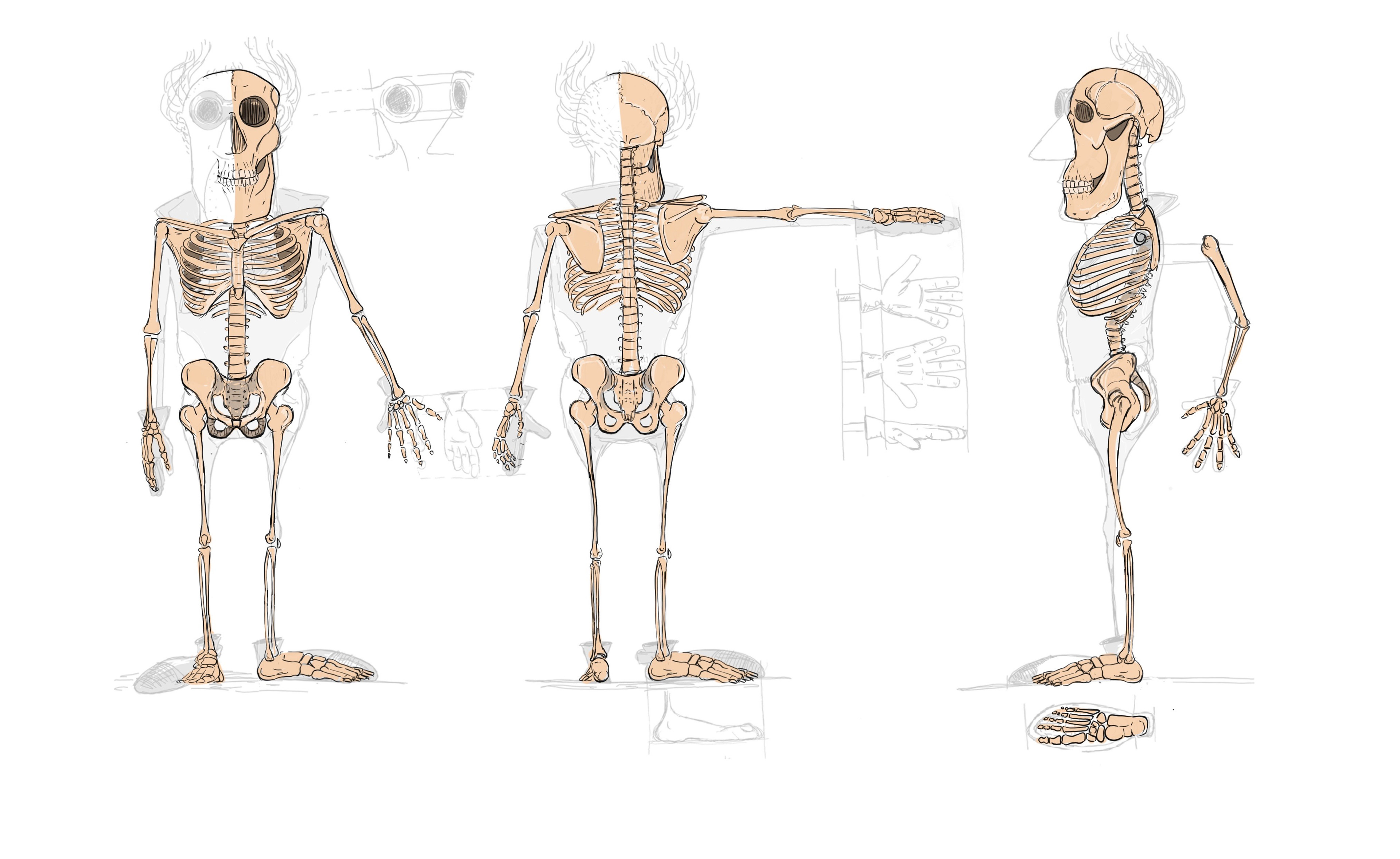Body anatomy, skeleton