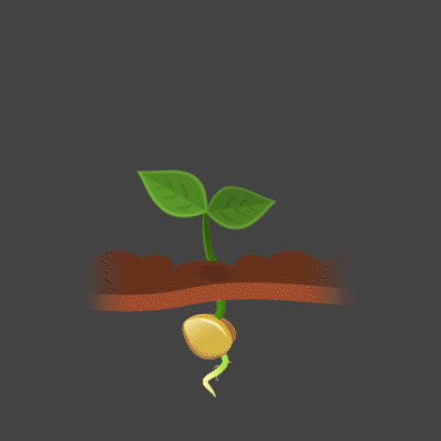 seedling stage of growth into vegetative!