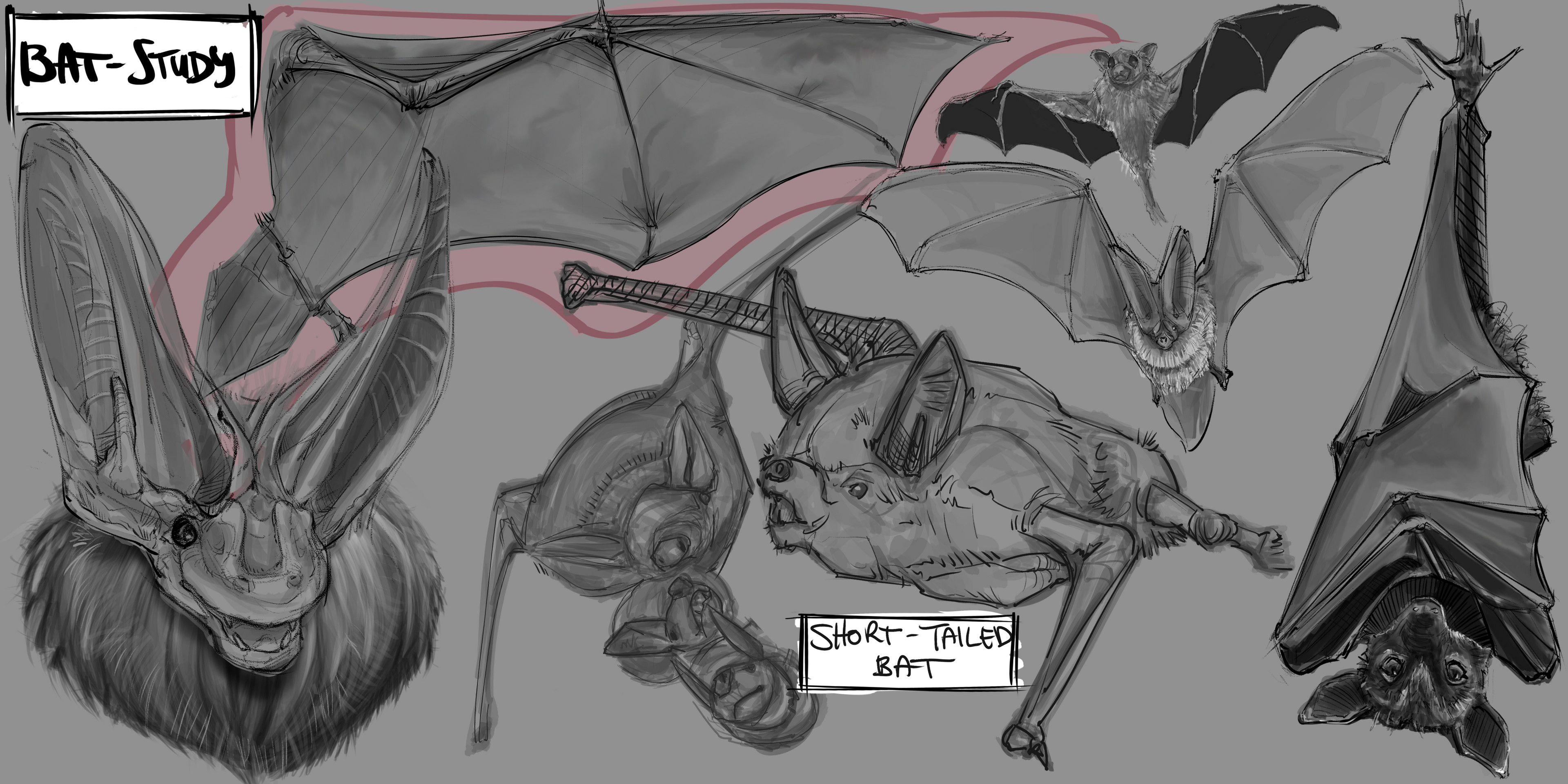 Animal Studies 