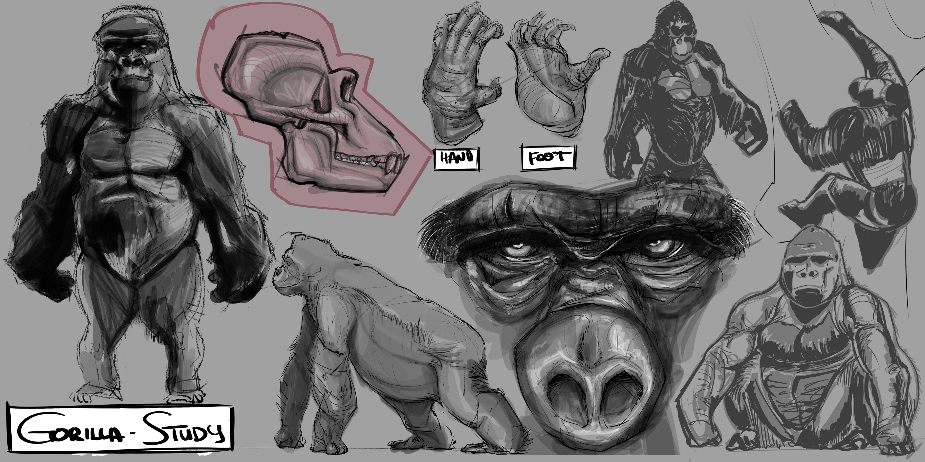 Animal Studies 