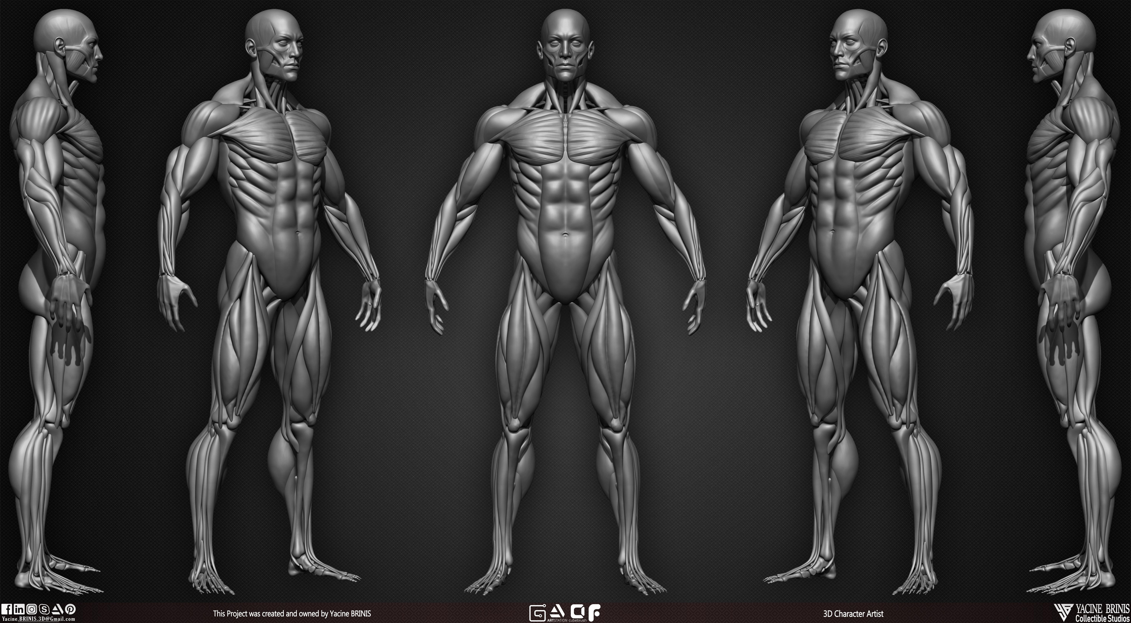 Male Human Muscles 3D Model sculpted by Yacine BRINIS 003