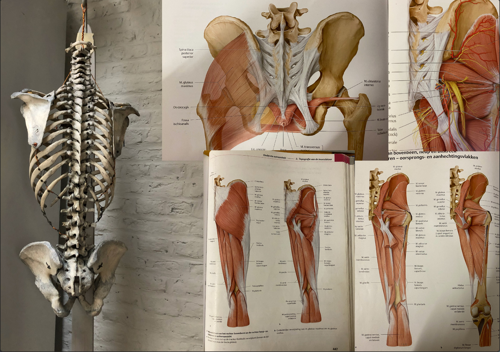 References used for the painting. A torso skeleton, and photos of anatomy book illustrations of the dorsal  muscles of hip and thighs.